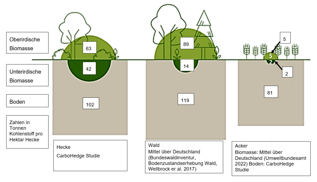 Diagramm: Vergleich ober-/unterirdischer Biomasse und Boden-Kohlenstoff in Hecke, Wald und Acker (Tonnen C/ha)